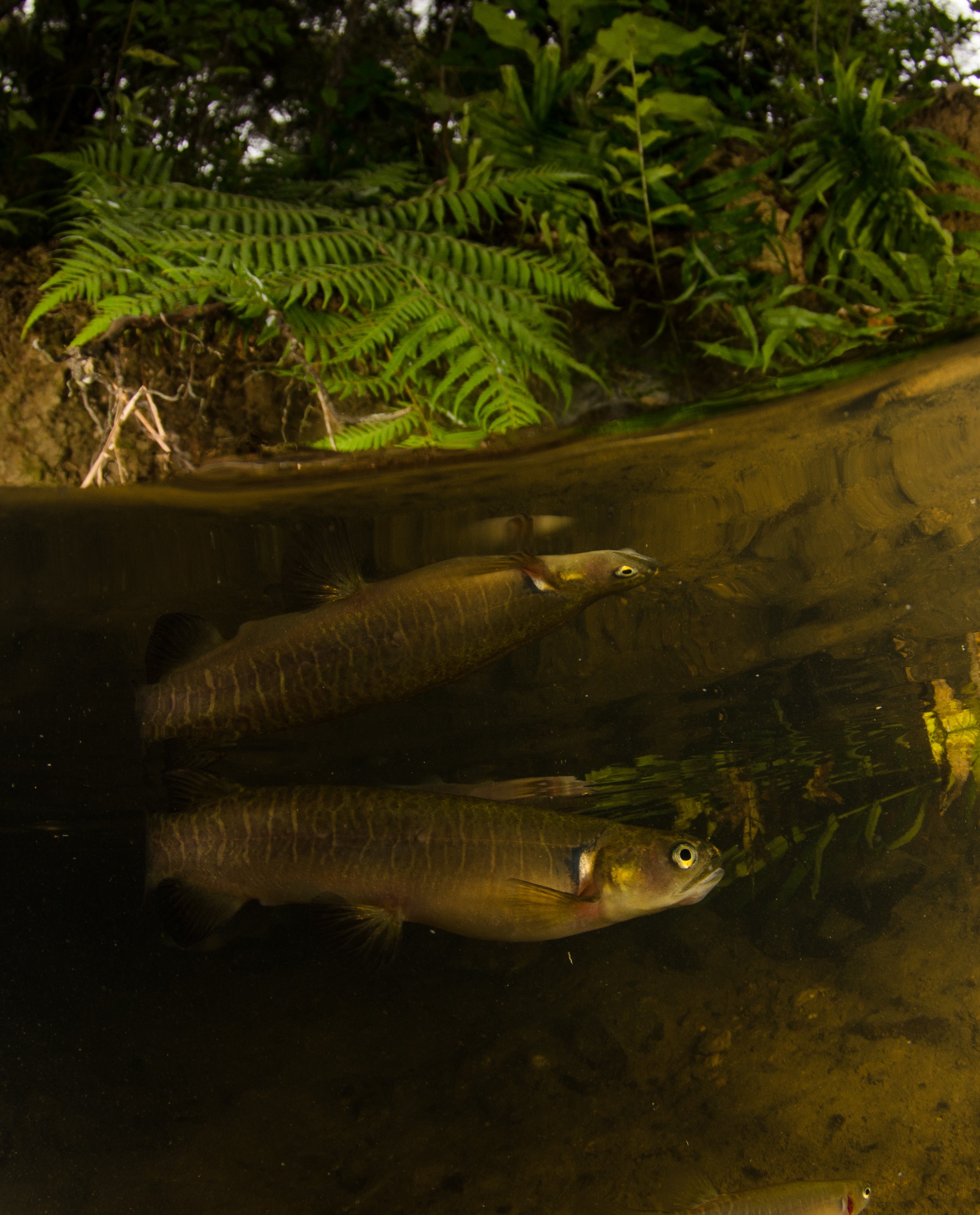 DSC_5434 – Banded, kokopu, Galaxias, fasciatus, home, kaiatea, stream, Crispin, new, zealand, new zealand, freshwater, streams, stream, rivers, galaxid